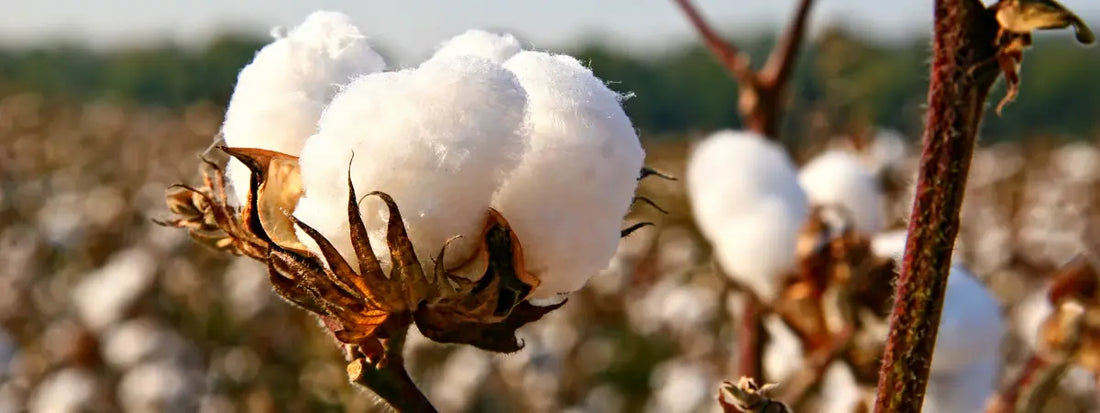 Qu'est-ce que le coton bio : définition et avantages éco-responsables