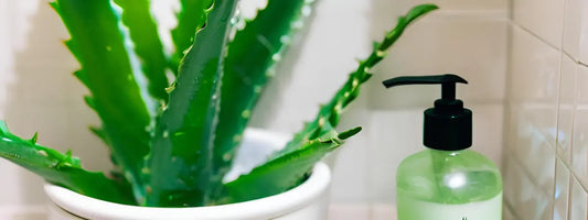 aloe vera bienfaits